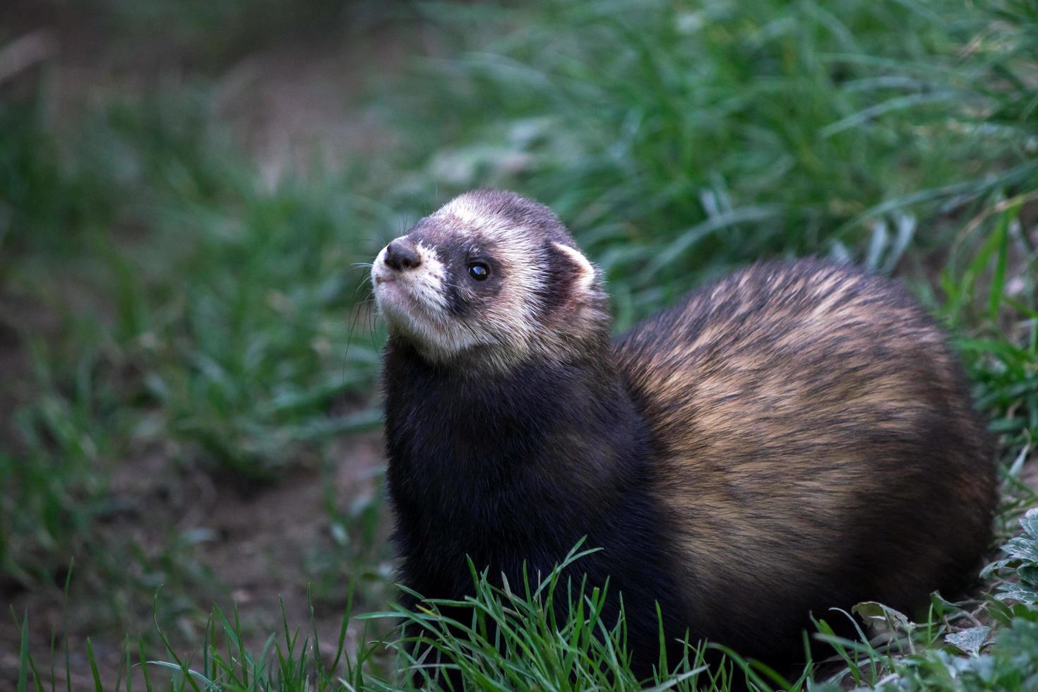 Alert European Polecat photo