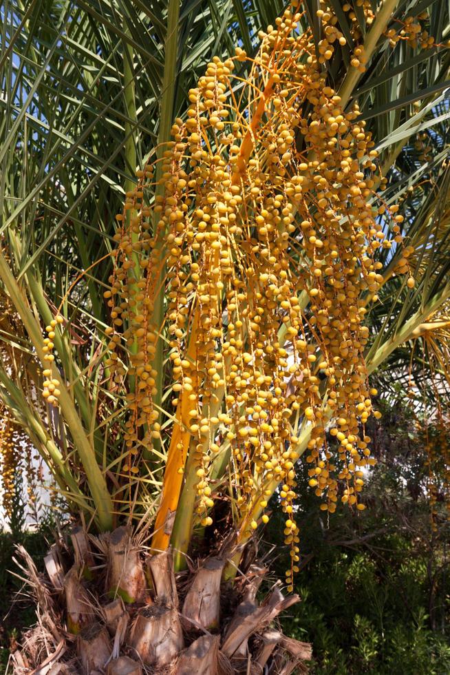 Date palm single tree with infructescences photo