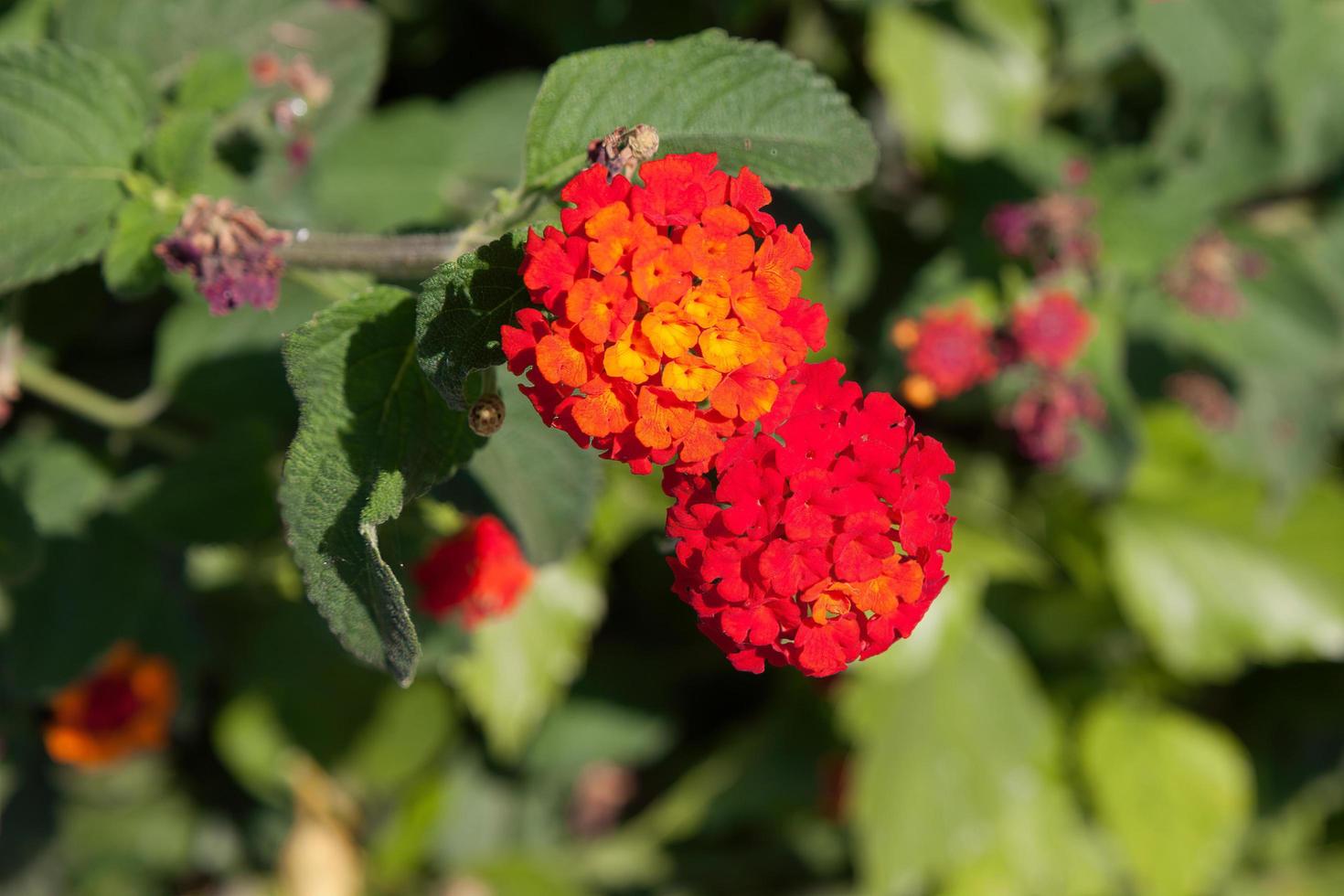 Close-up of  a flowering Lantana photo