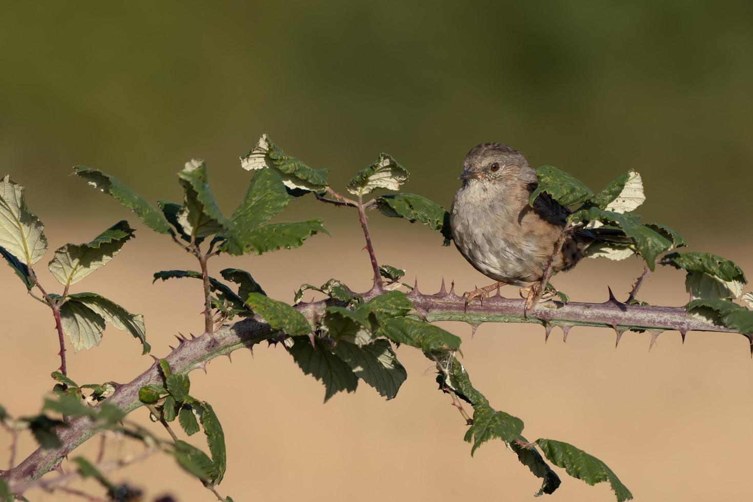 Hedge Accentor perched on a bramble in Sussex photo