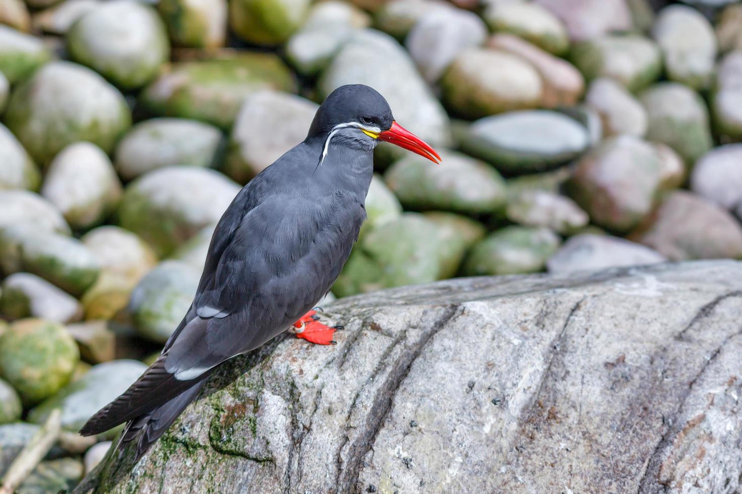 Inca Tern resting on a rock photo