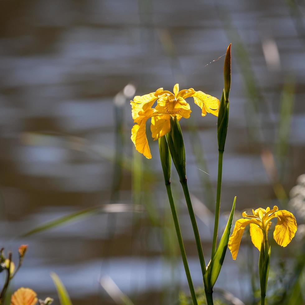 iris creciendo al lado del lago wiremill foto