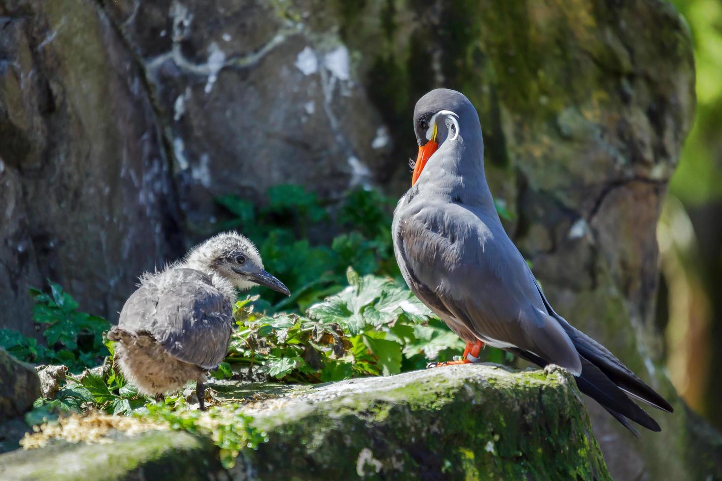 Inca Tern and Chick photo