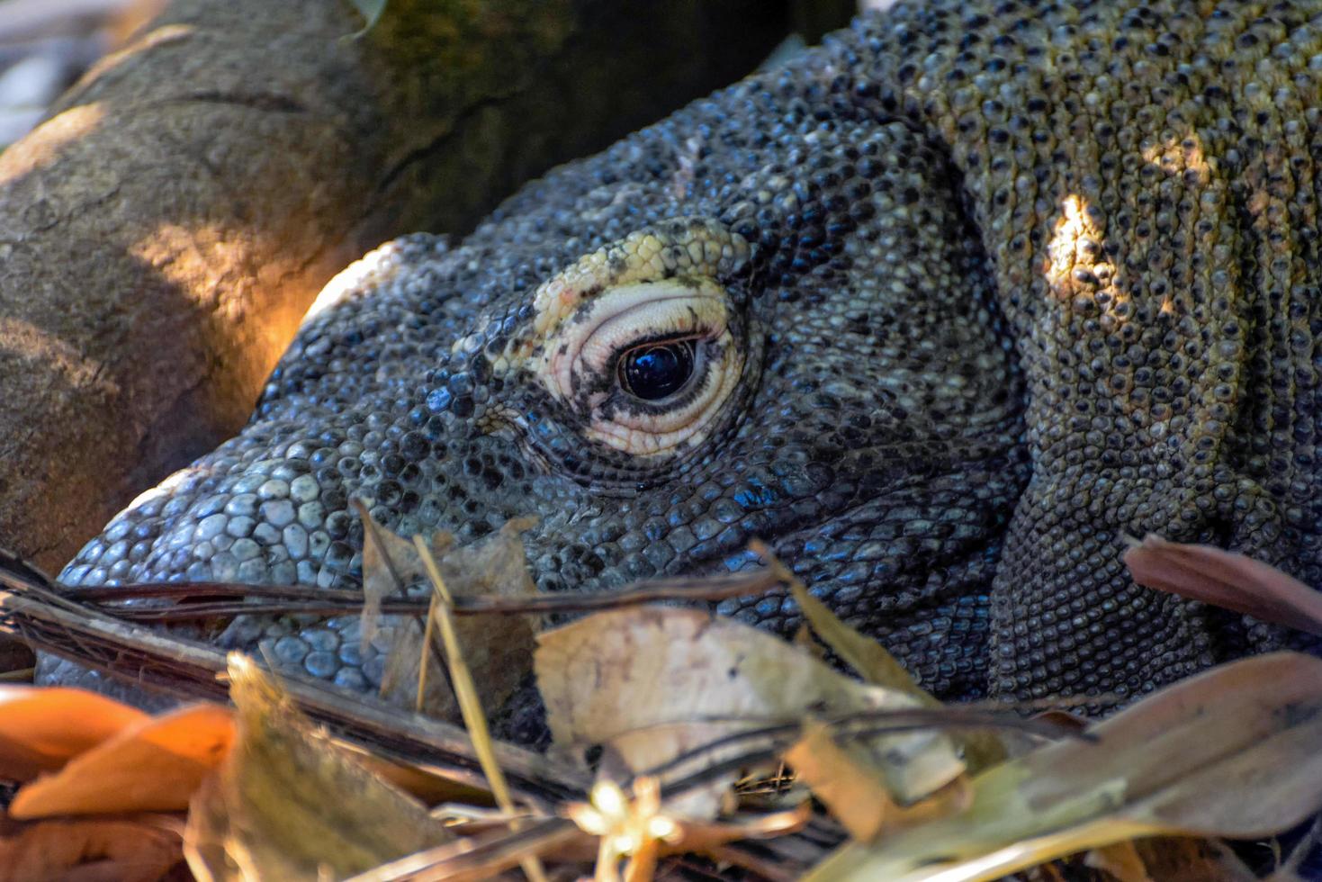 dragón de komodo en primer plano foto