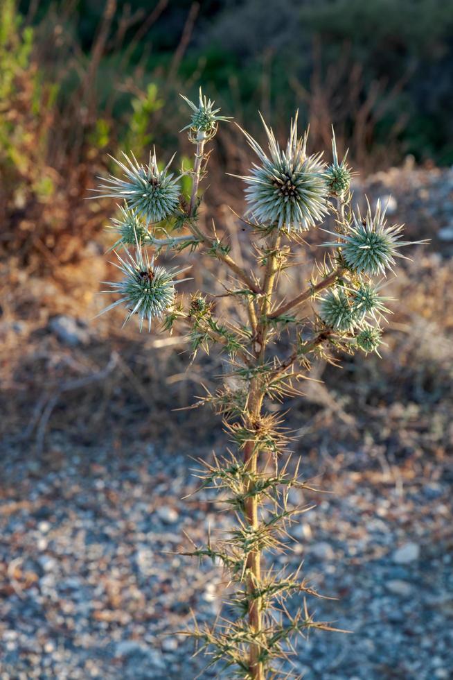 Warm evening sunlight on a Cyprian Donkey Thistle photo