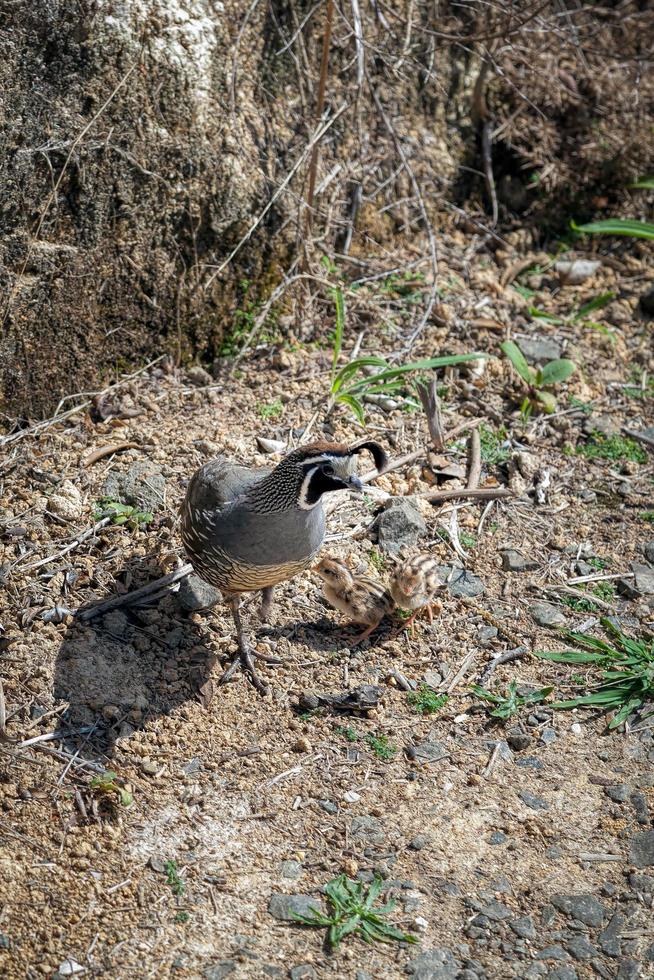 California Quail with Chicks photo