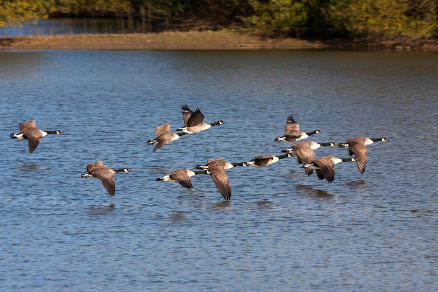 gansos de canadá volando sobre el embalse de madera weir foto