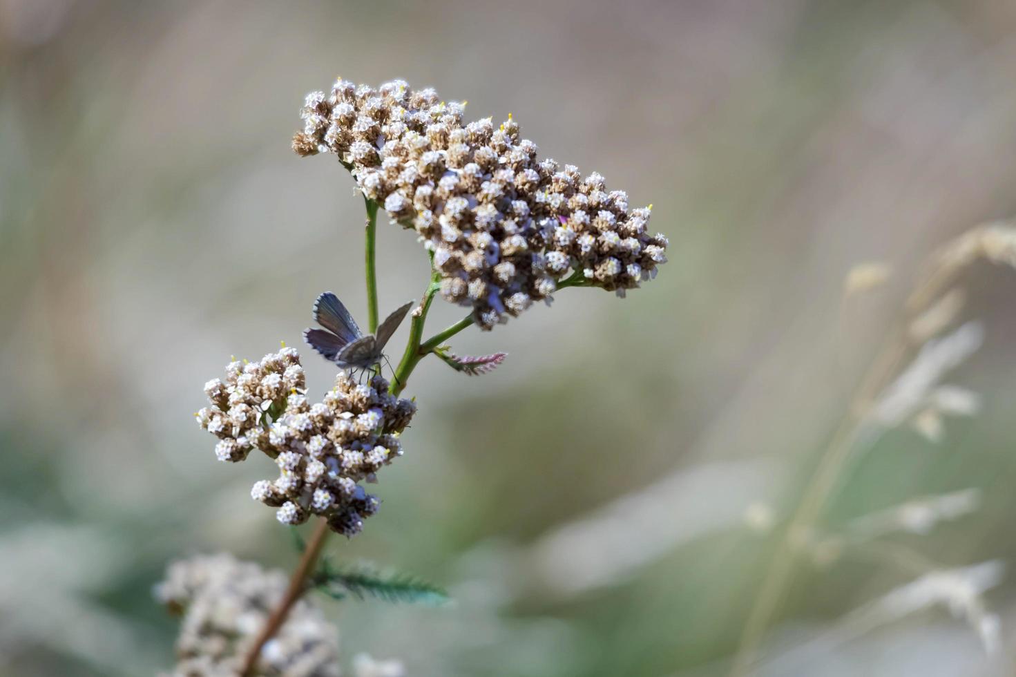 Common Blue Butterfly photo