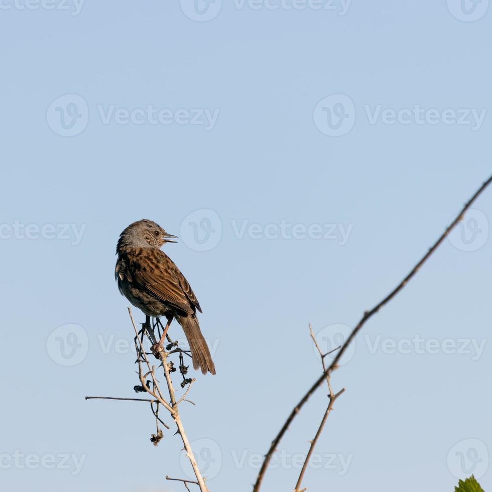 Hedge Accentor perching on a dead stem near East Grinstead photo