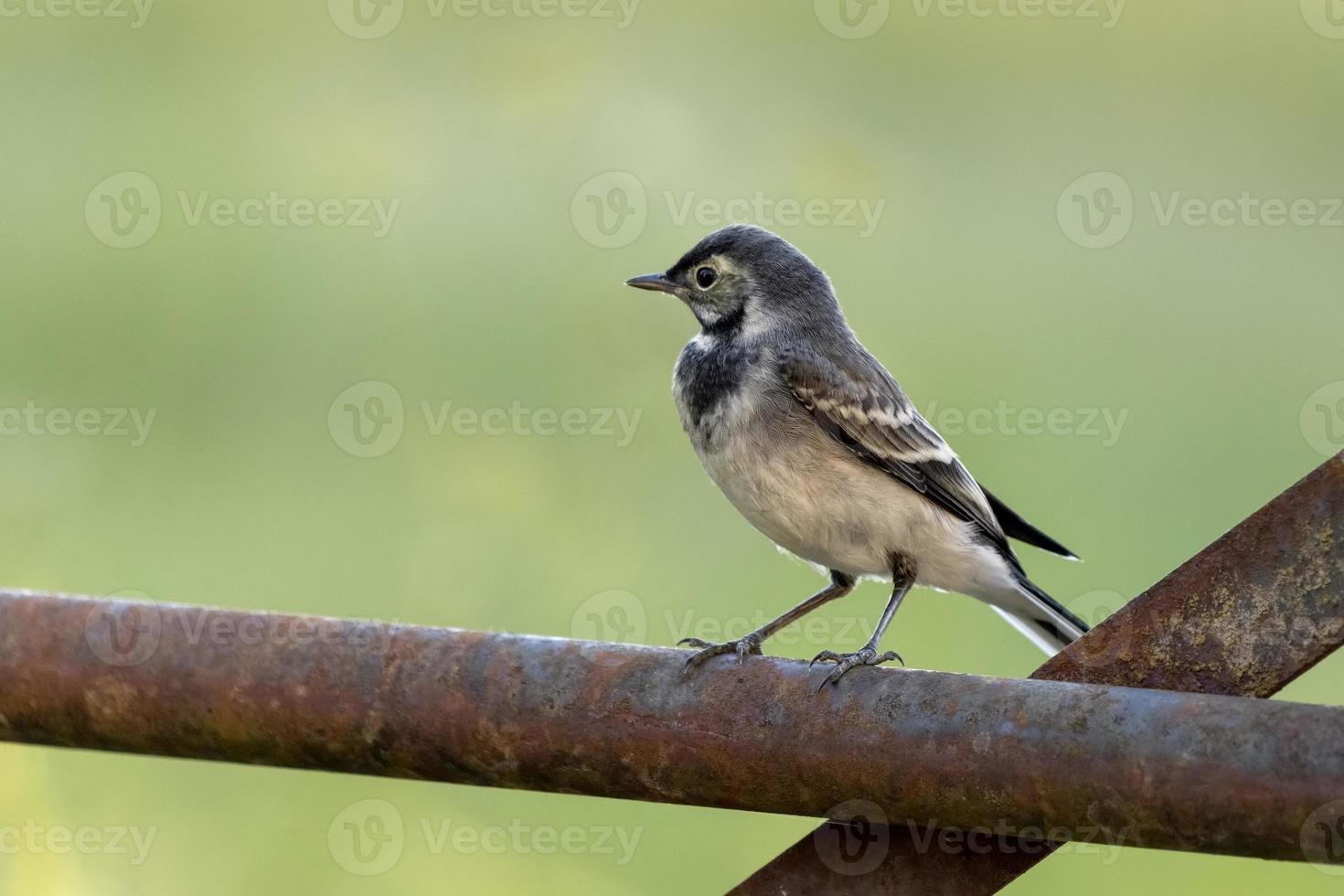 Juvenile Pied Wagtail resting on an iron gate photo