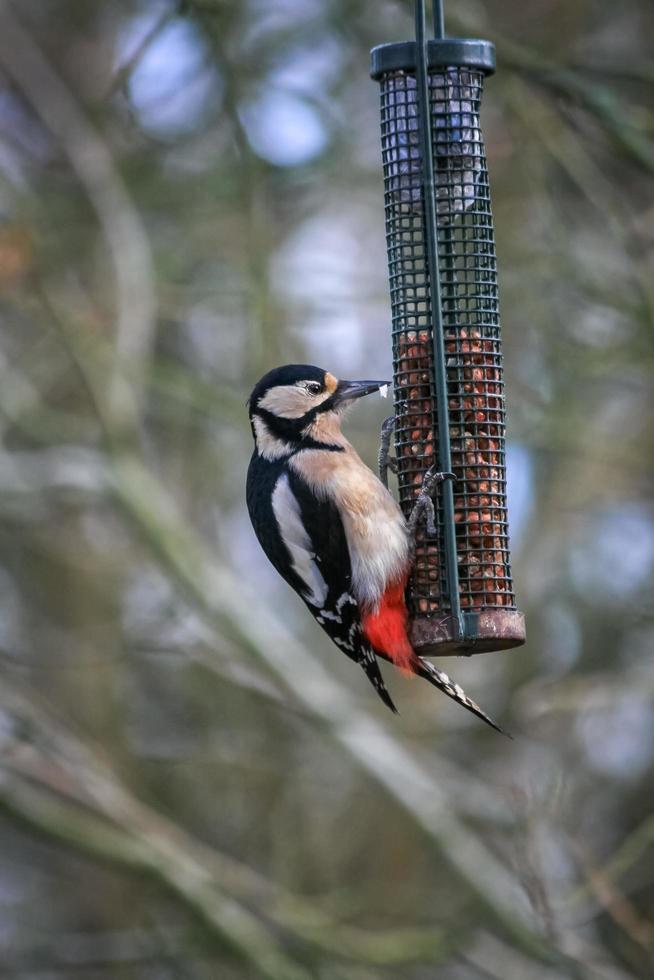 Great Spotted Woodpecker feeding on peanuts photo