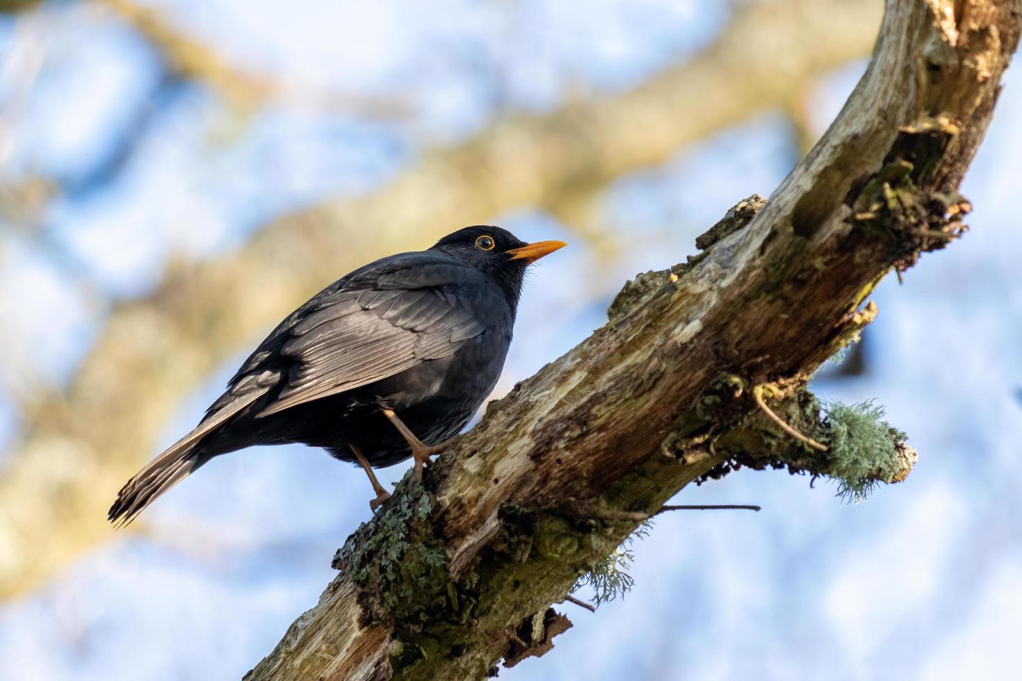 Male Blackbird perching on a dead tree photo