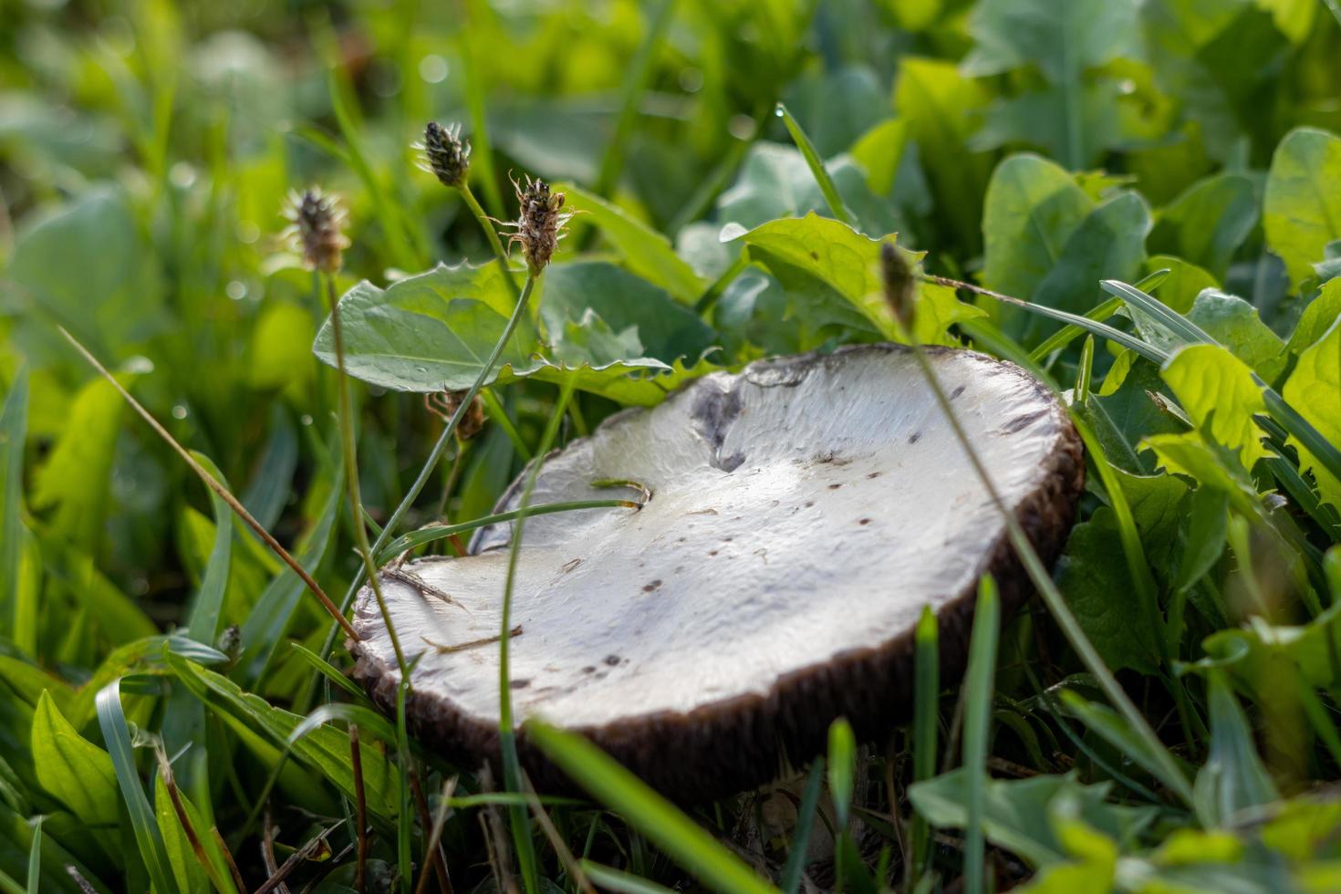 Mushroom growing in the green grass in East Grinstead photo