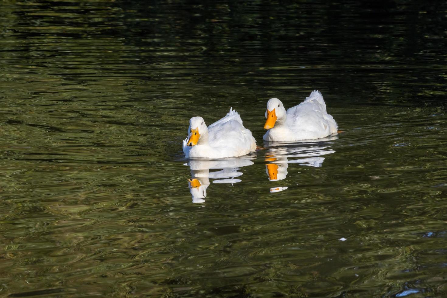 patos blancos nadando en el lago hedgecourt cerca de east grinstead foto