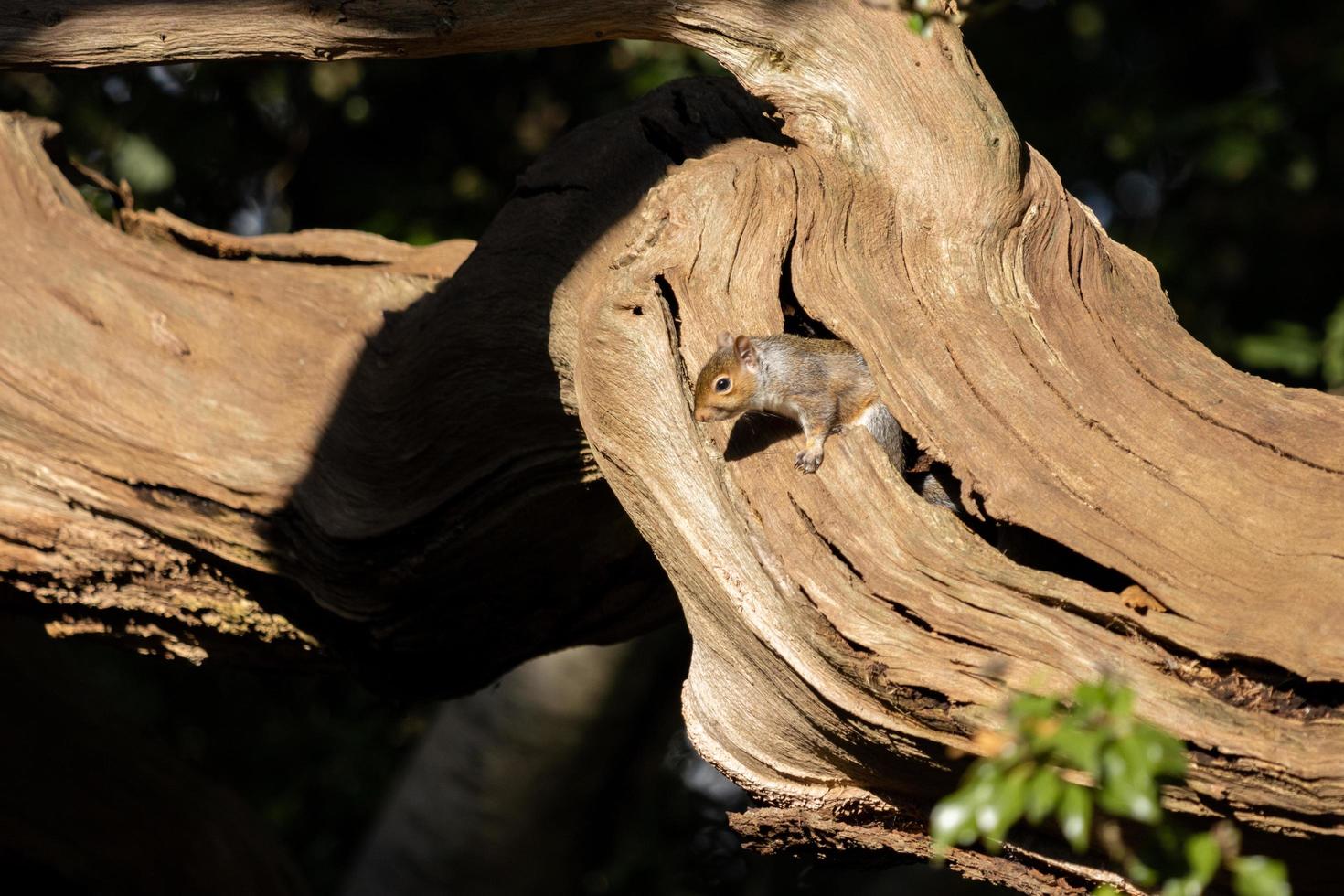 Grey Squirrel in late afternoon autumn sunshine photo
