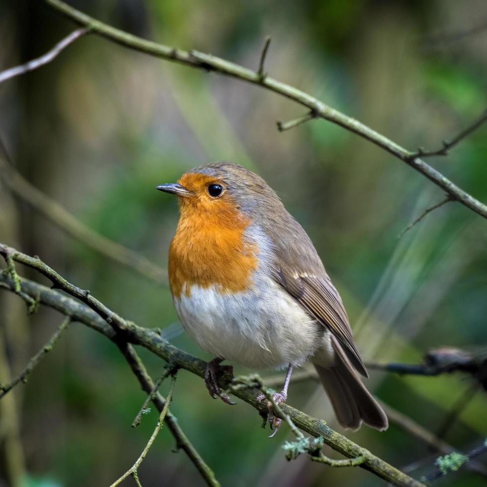 Robin looking alert in a tree on an autumn day photo