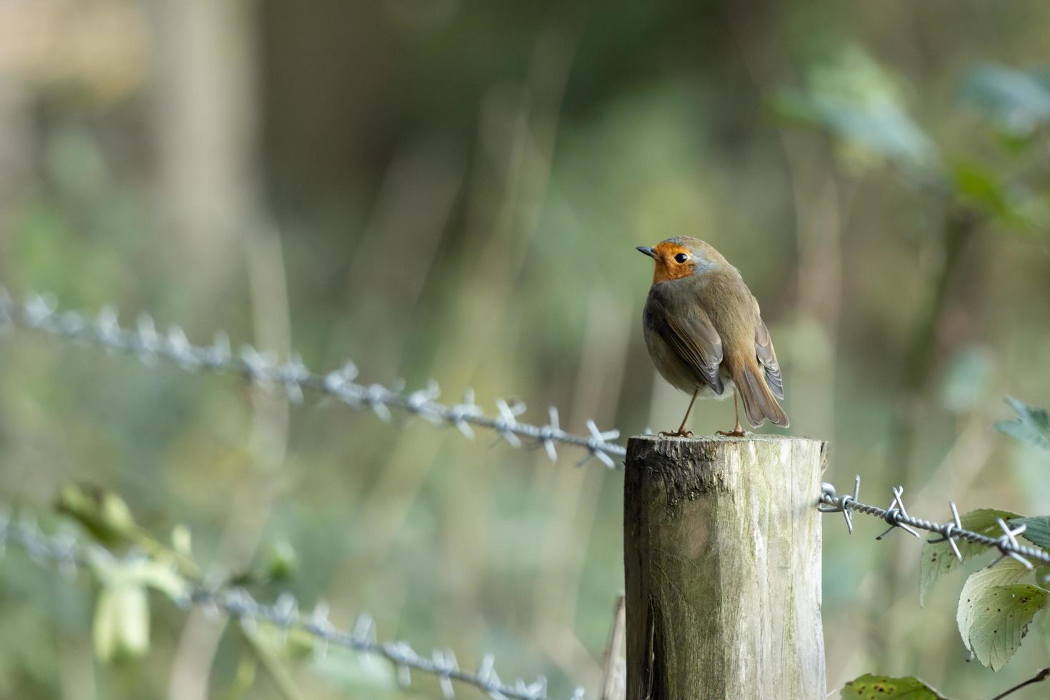 Robin standing on a wooden fence post photo