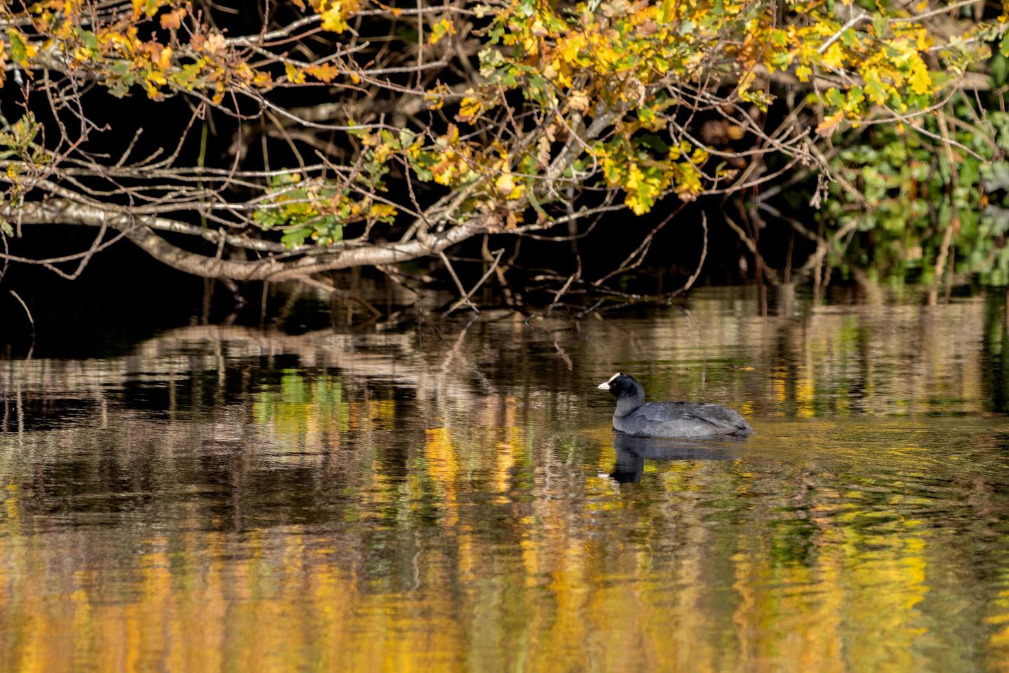 Coot swimming in golden reflections in Cripplegate Lake photo
