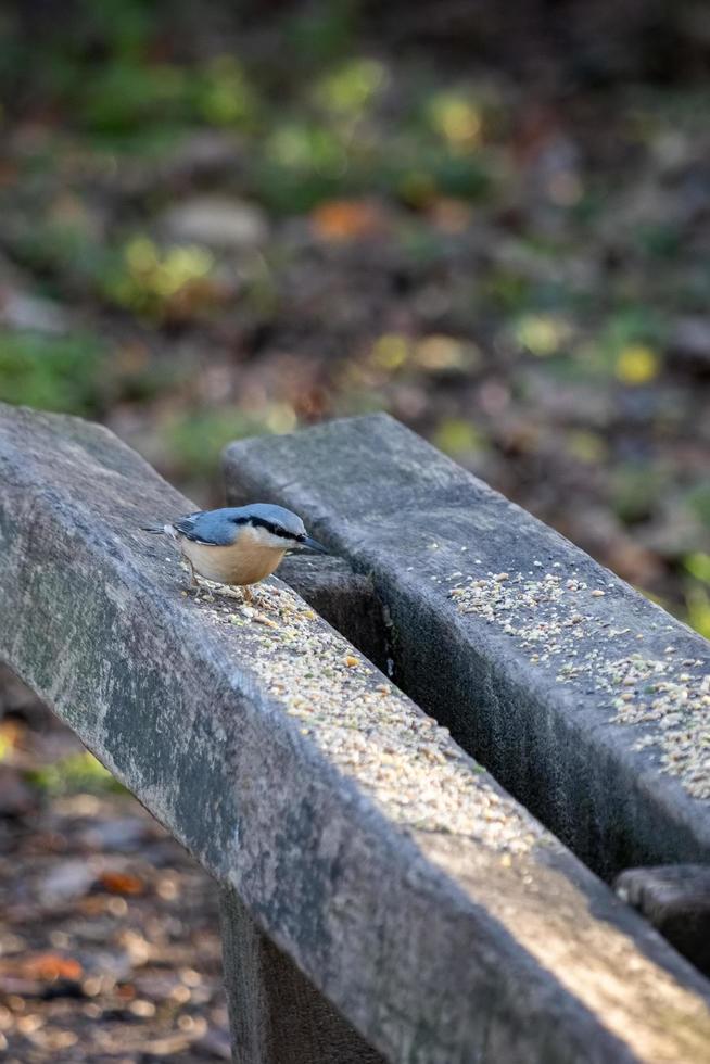 Nuthatch perched on a wooden bench ready to eat some seed photo