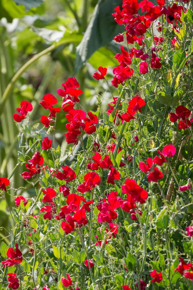 una profusión de flores rojas de guisantes de olor que florecen al sol foto