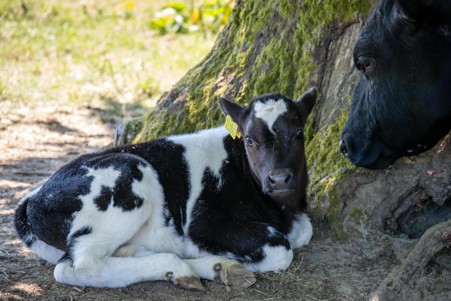 Black and white Calf sheltering from the warm spring sunshine photo