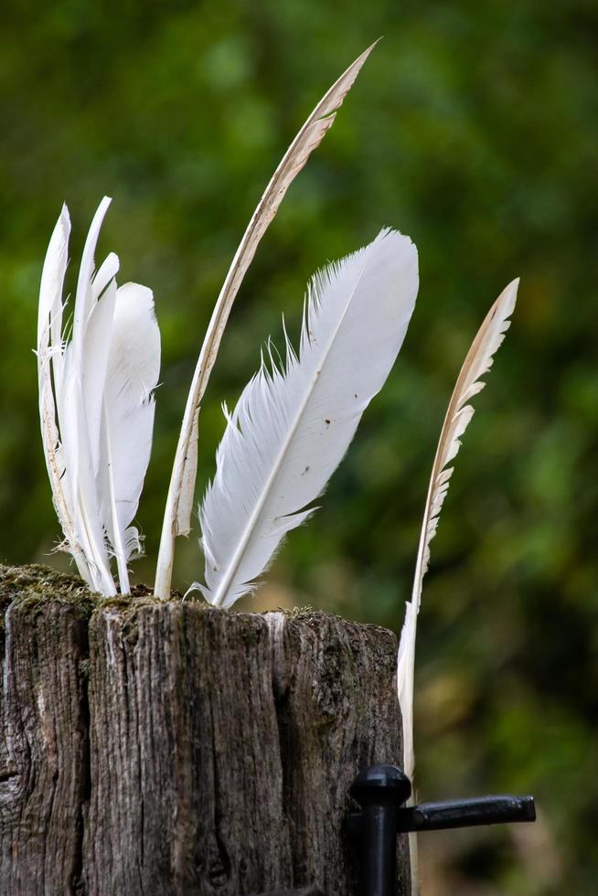 White feathers stuck in a rotting wooden gatepost photo