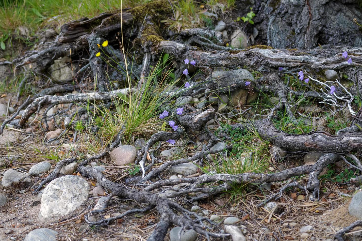 campanilla azul floreciendo en la costa de loch insh foto