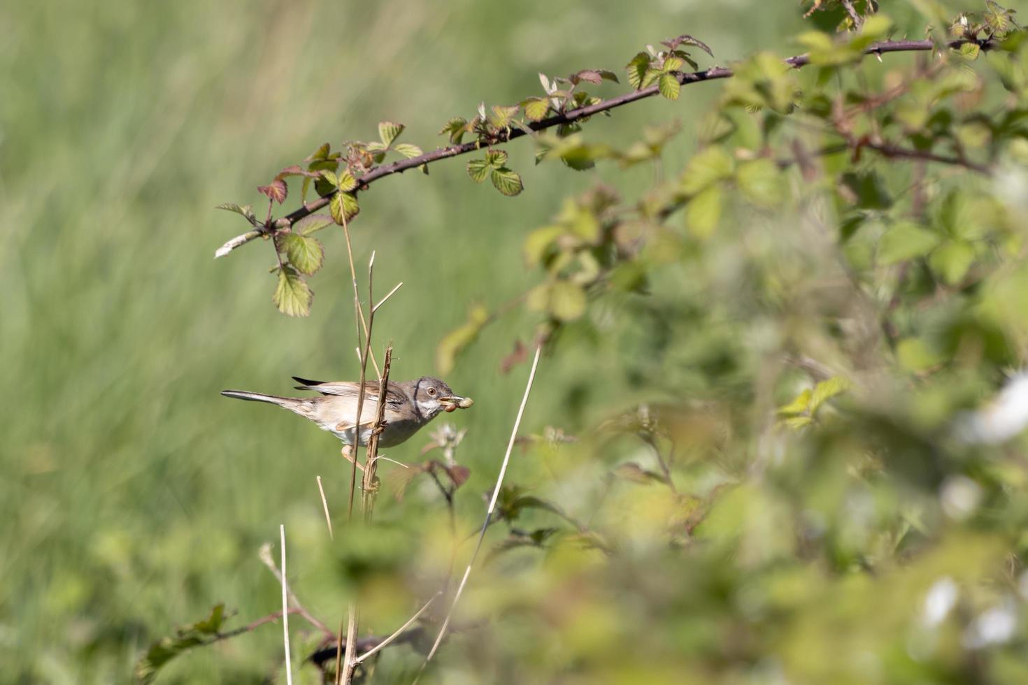 Common Whitethroat hunting for food photo