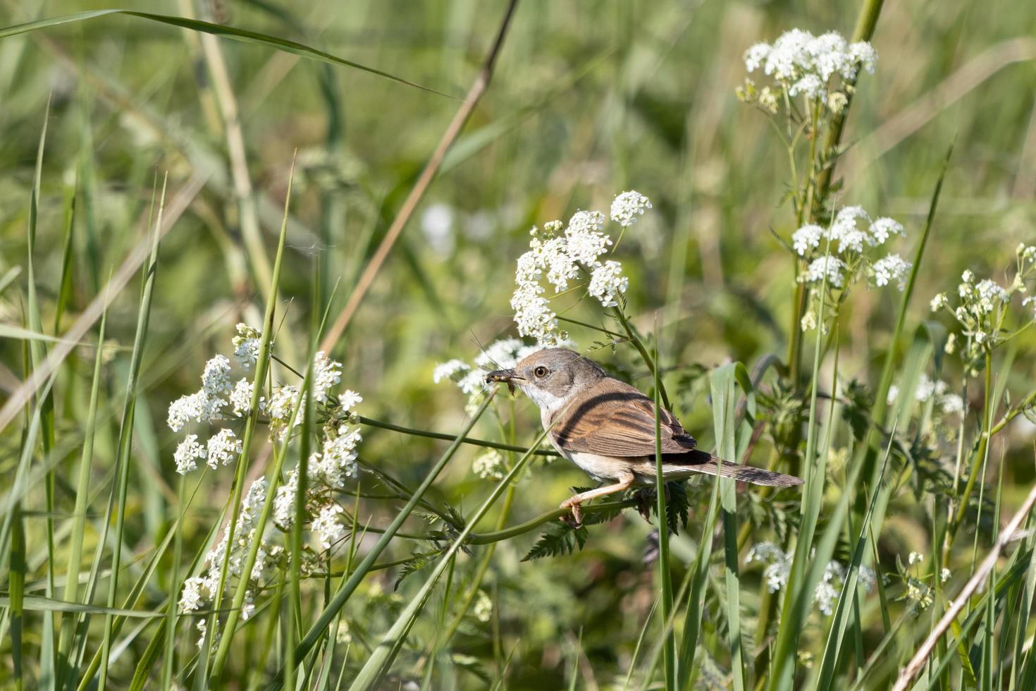 Common Whitethroat hunting for food photo