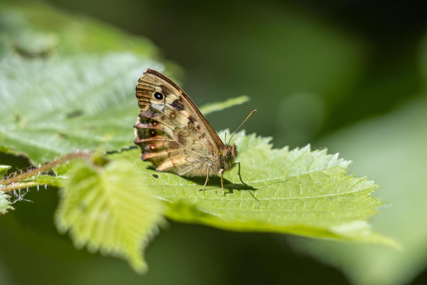 Speckled Wood Butterfly sitting on a leaf in the spring sunshine photo