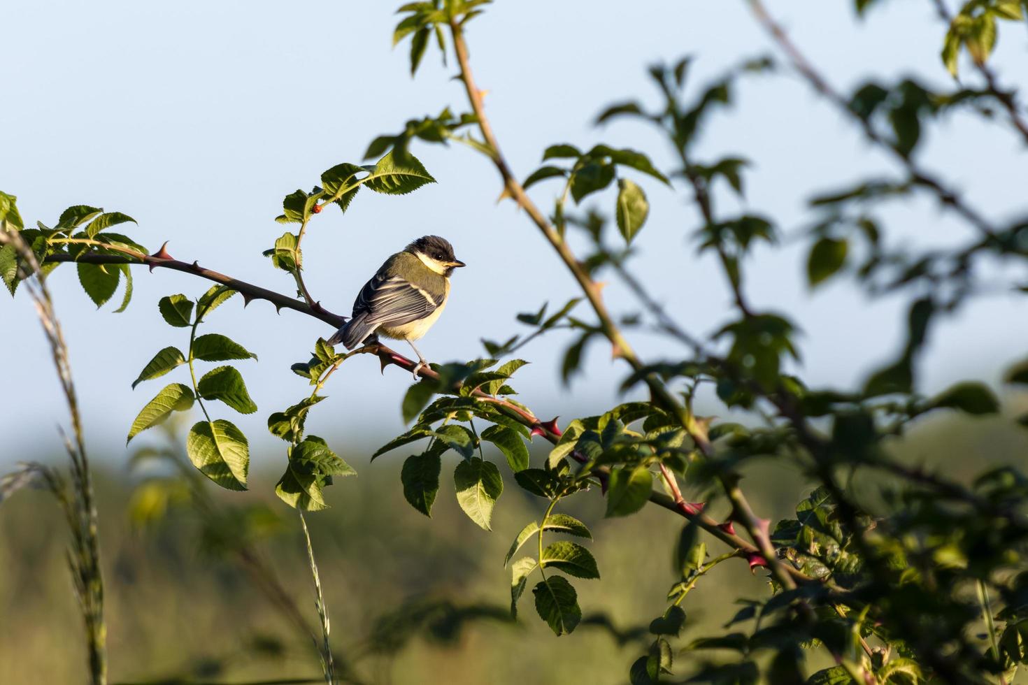 Juvenile Great Tit enjoying the spring sunshine photo