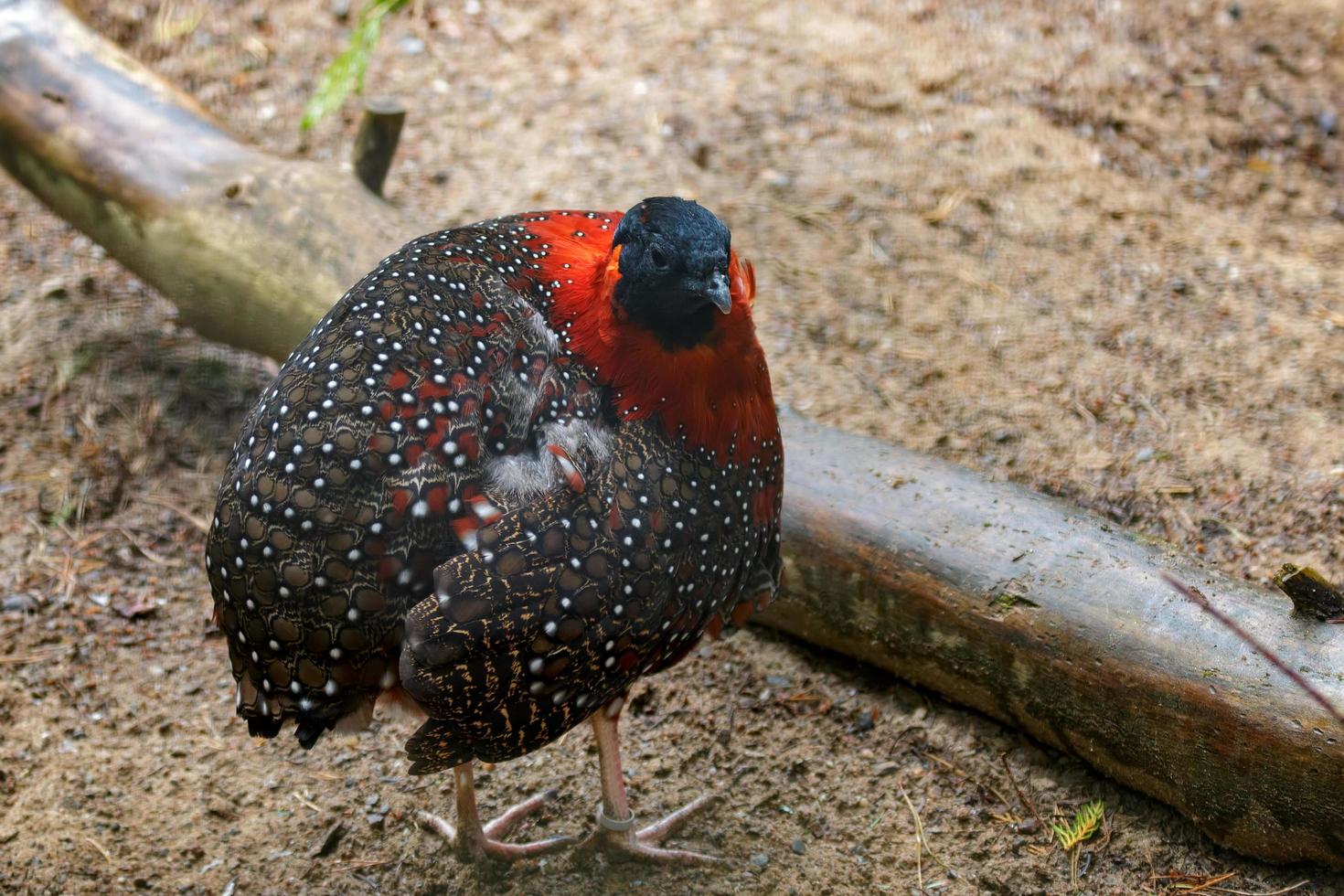 Satyr Tragopan standing in the sand photo