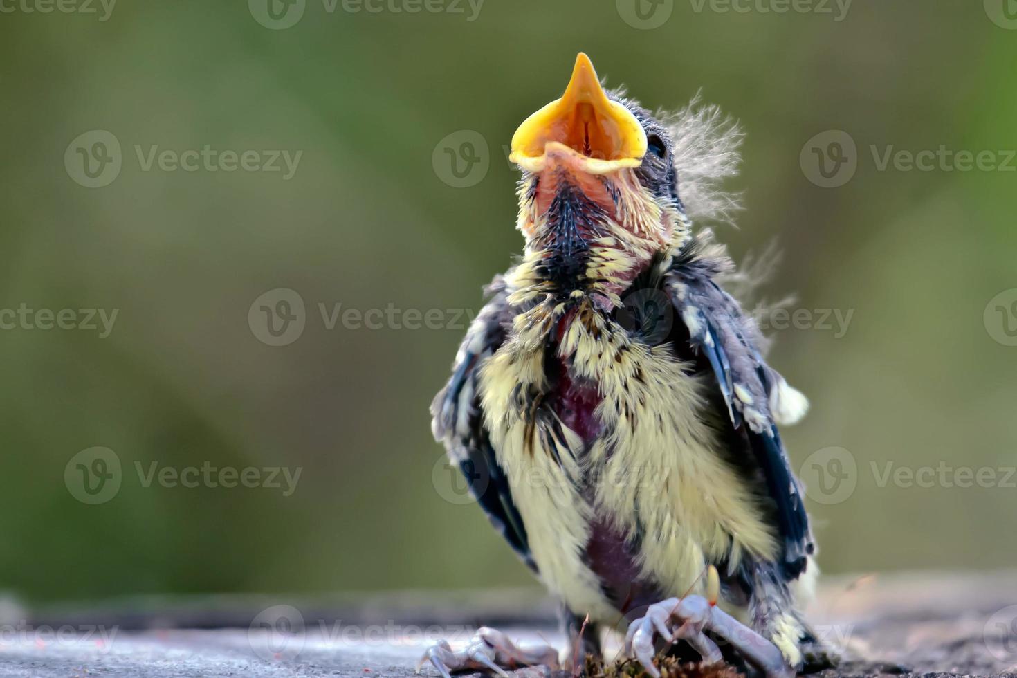 Blue Tit Fledgling Just Evicted from the Nest photo