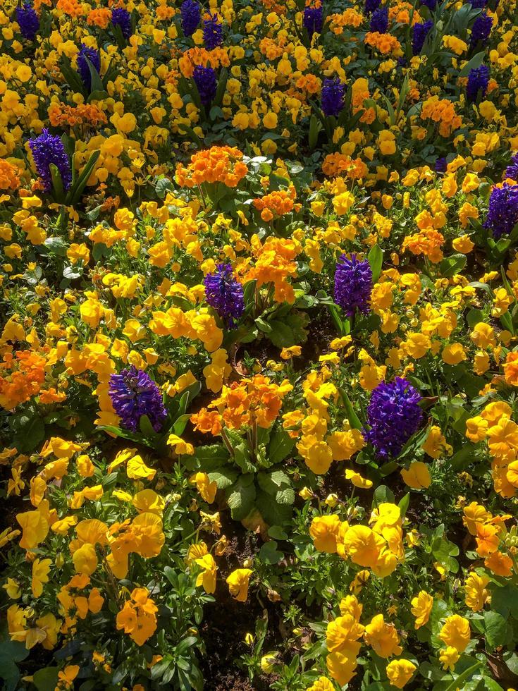 colorido lecho de flores en East Grinstead foto