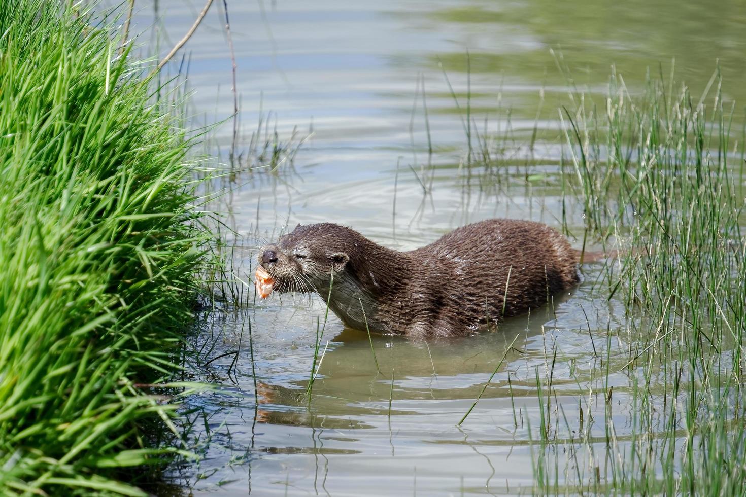 Eurasian Otter in natural habitat photo