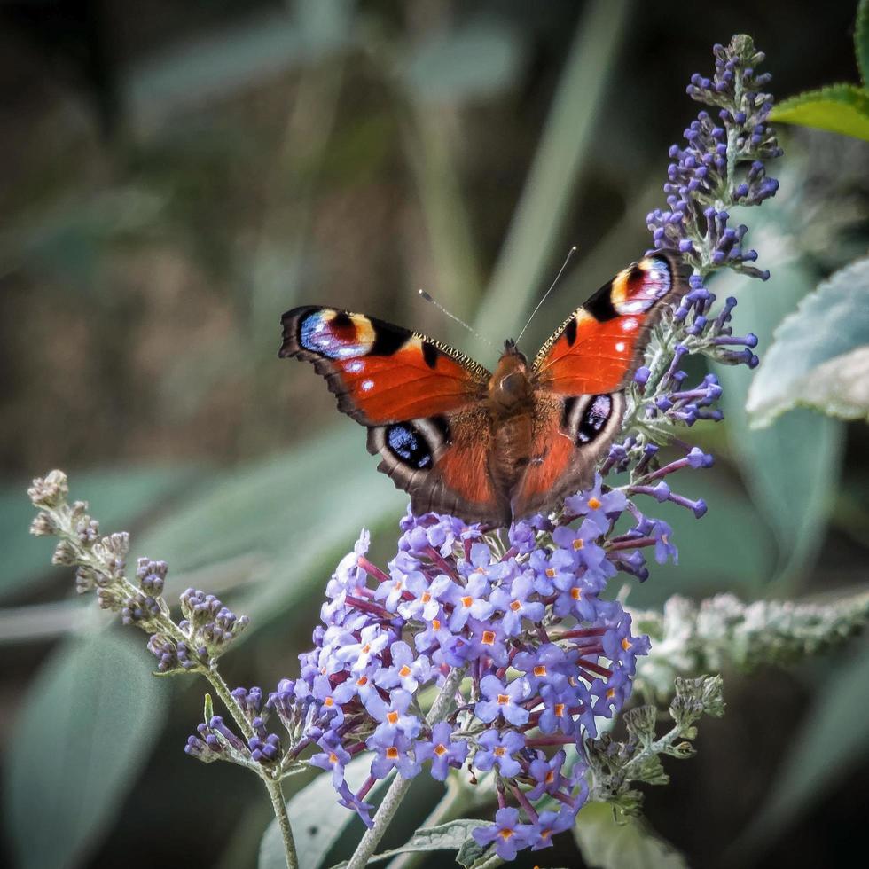 European Peacock Butterfly Feeding on Buddleia Blossom photo