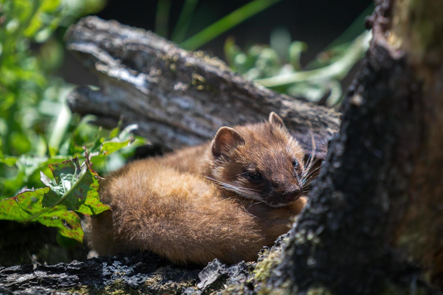 Least Weasel curled up photo