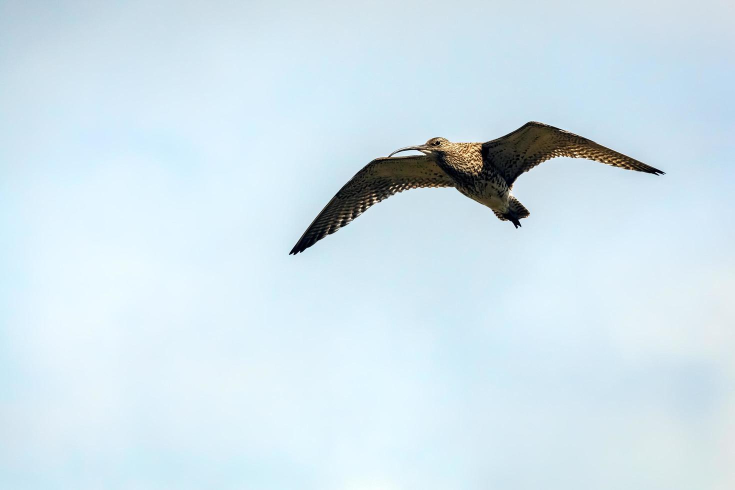 Eurasian Curlew in flight photo