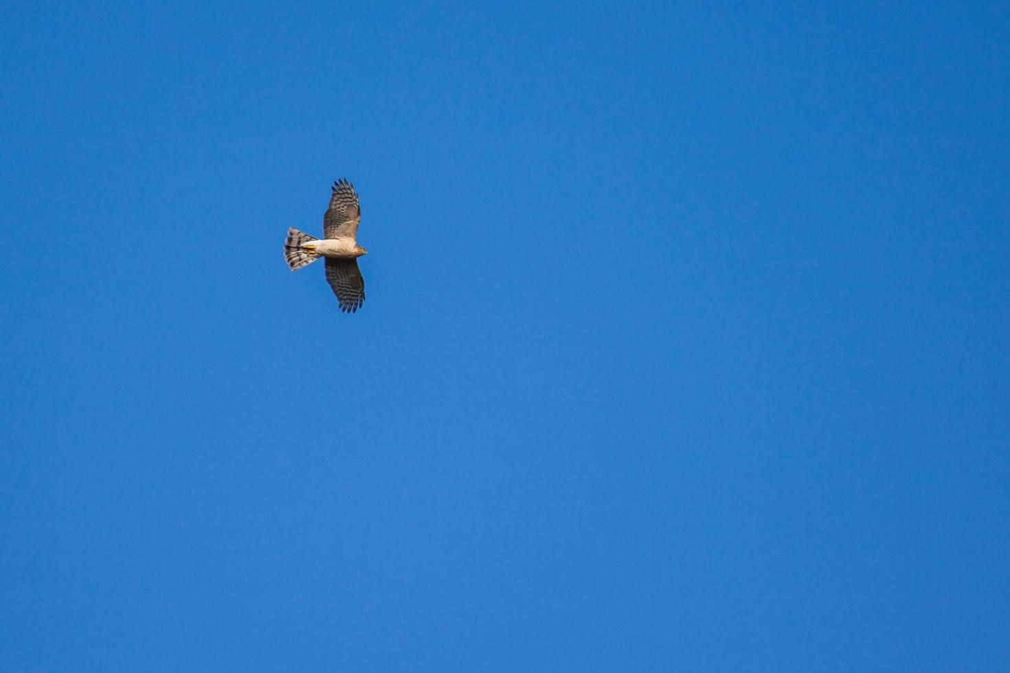 Gavilán europeo en vuelo foto