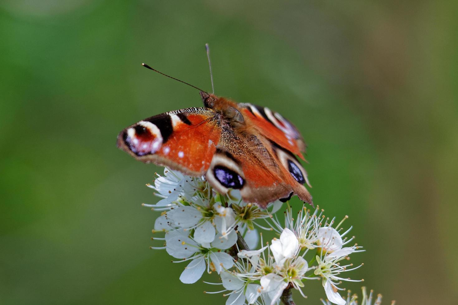 European Peacock butterfly photo