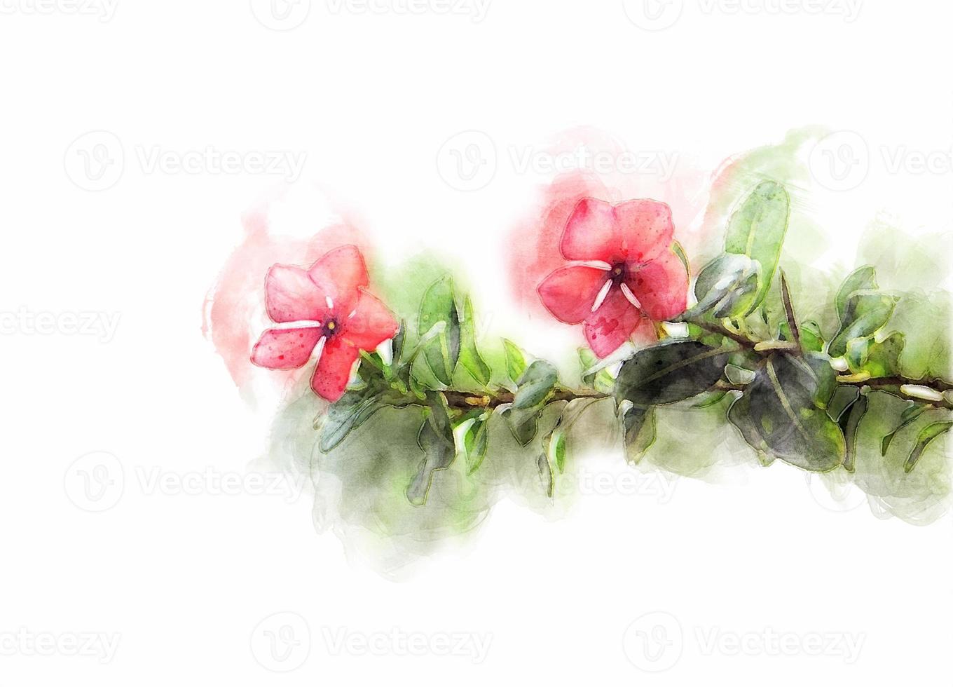 Red flower isolated on white background. Watercolor style. photo