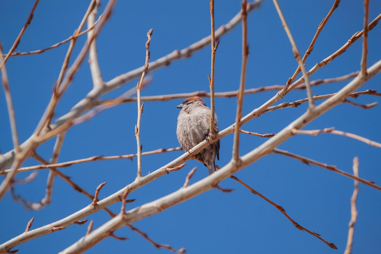 Small bird sits on branches in early spring. photo