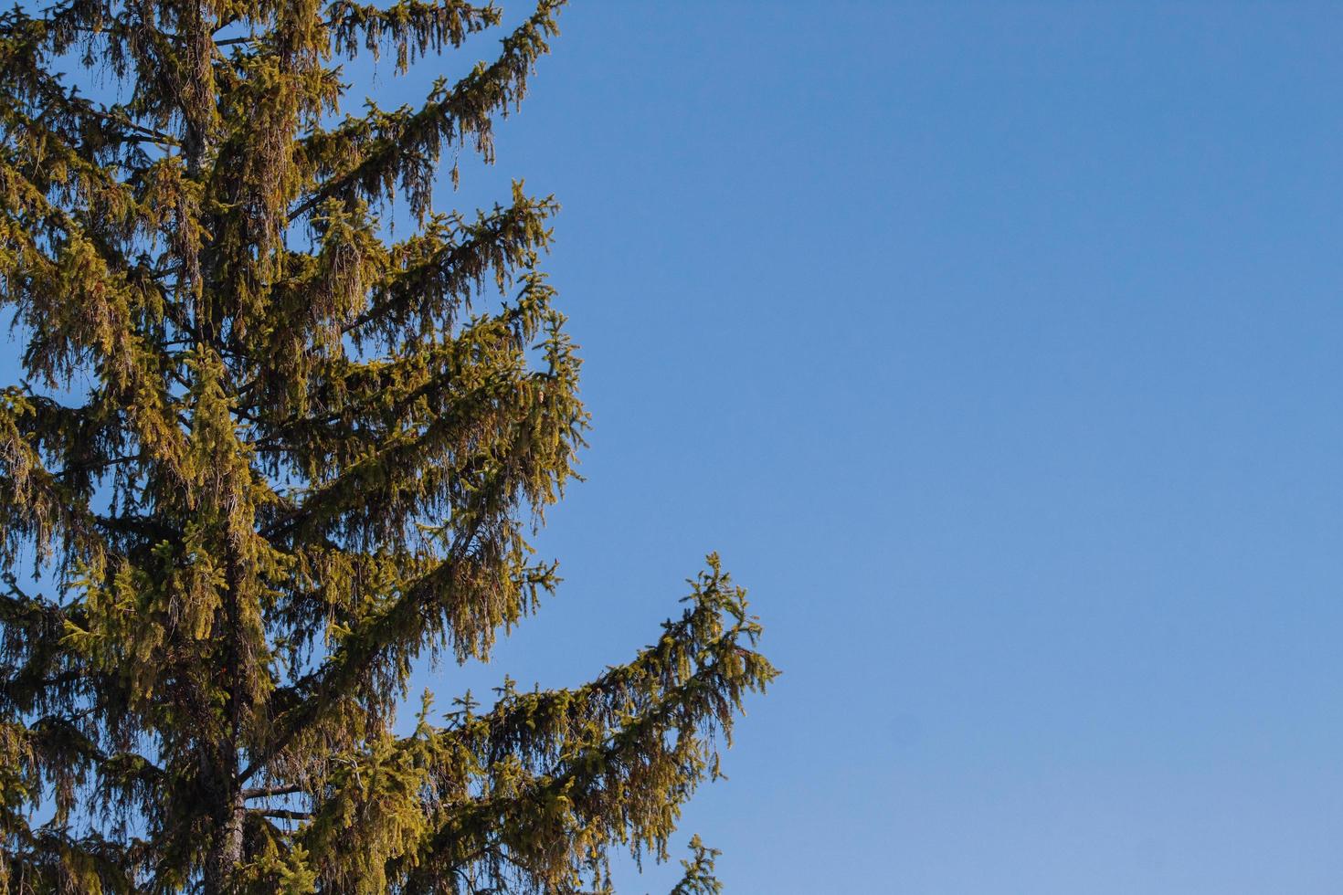 Sprawling spruce branches against the blue sky. photo