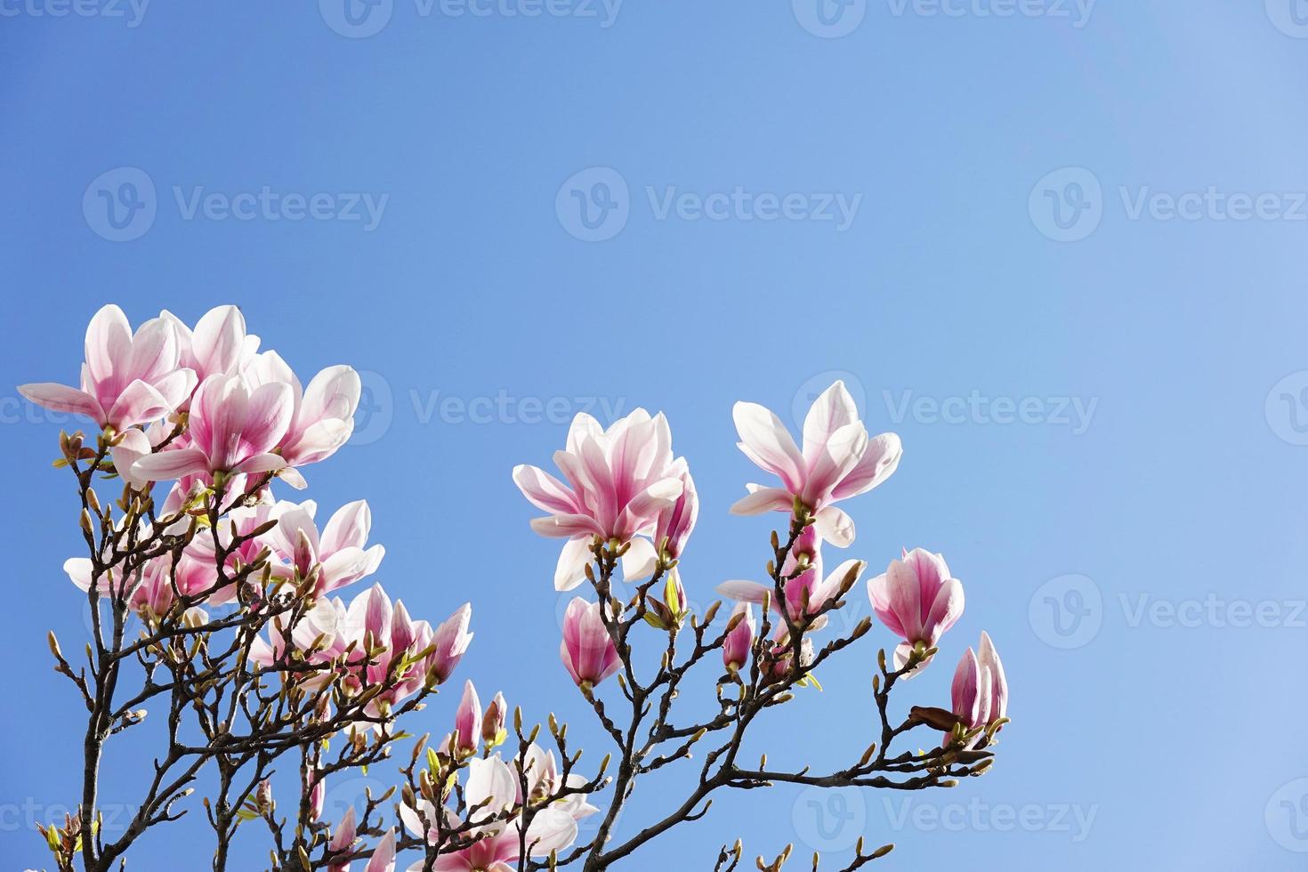 árbol de magnolia con flores rosas contra el cielo azul 6939612 Foto de  stock en Vecteezy
