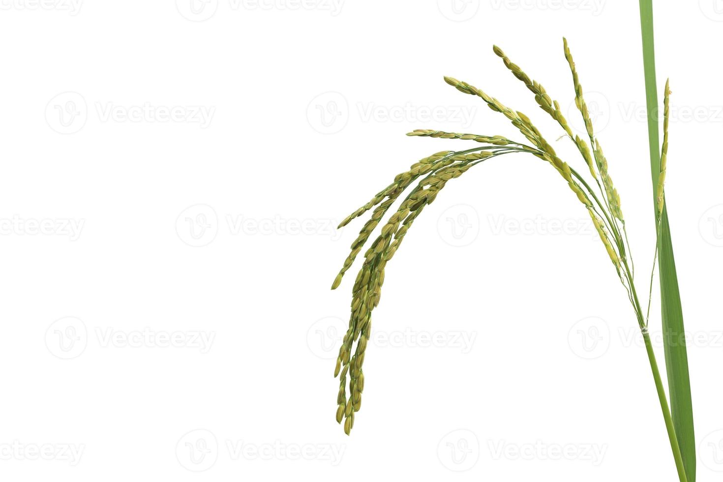 Bunch of paddy rice with green leaf isolated on white background. photo