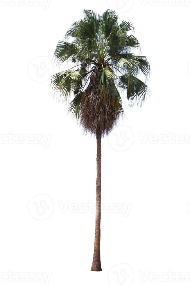 Palm tree isolated on white background. photo