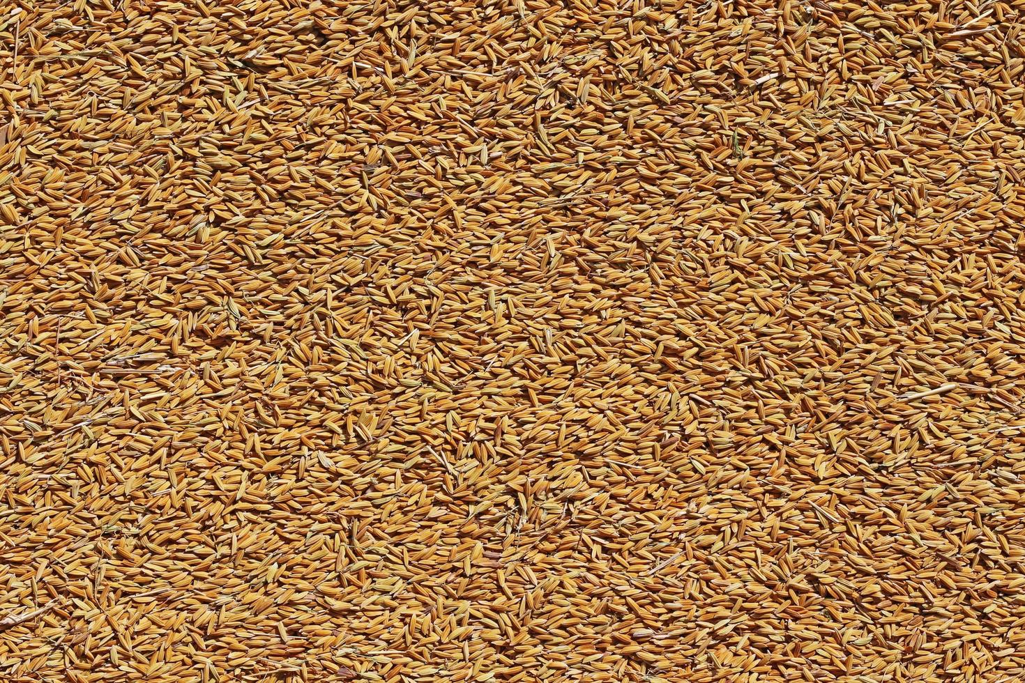 vista superior del arroz con cáscara para el fondo y las texturas. foto