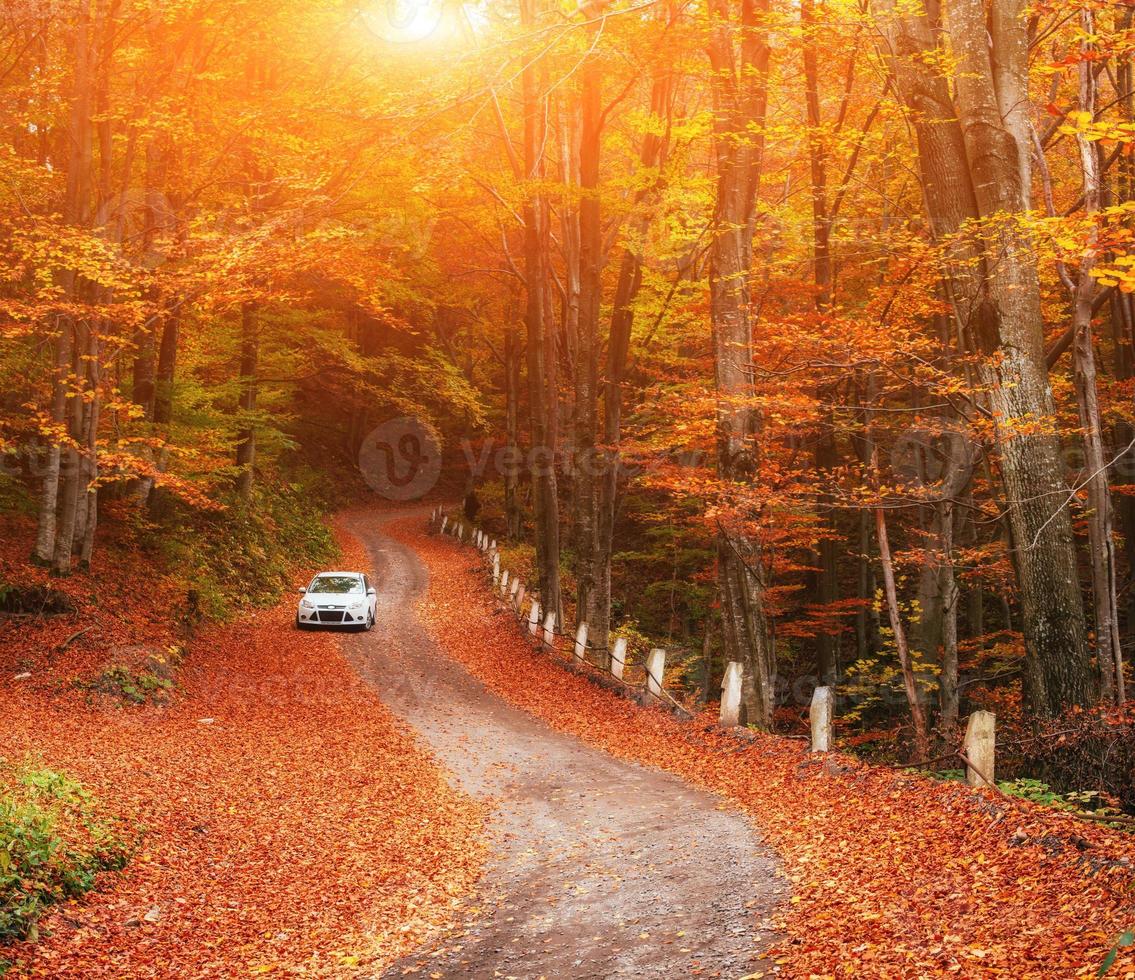 car on a forest path photo