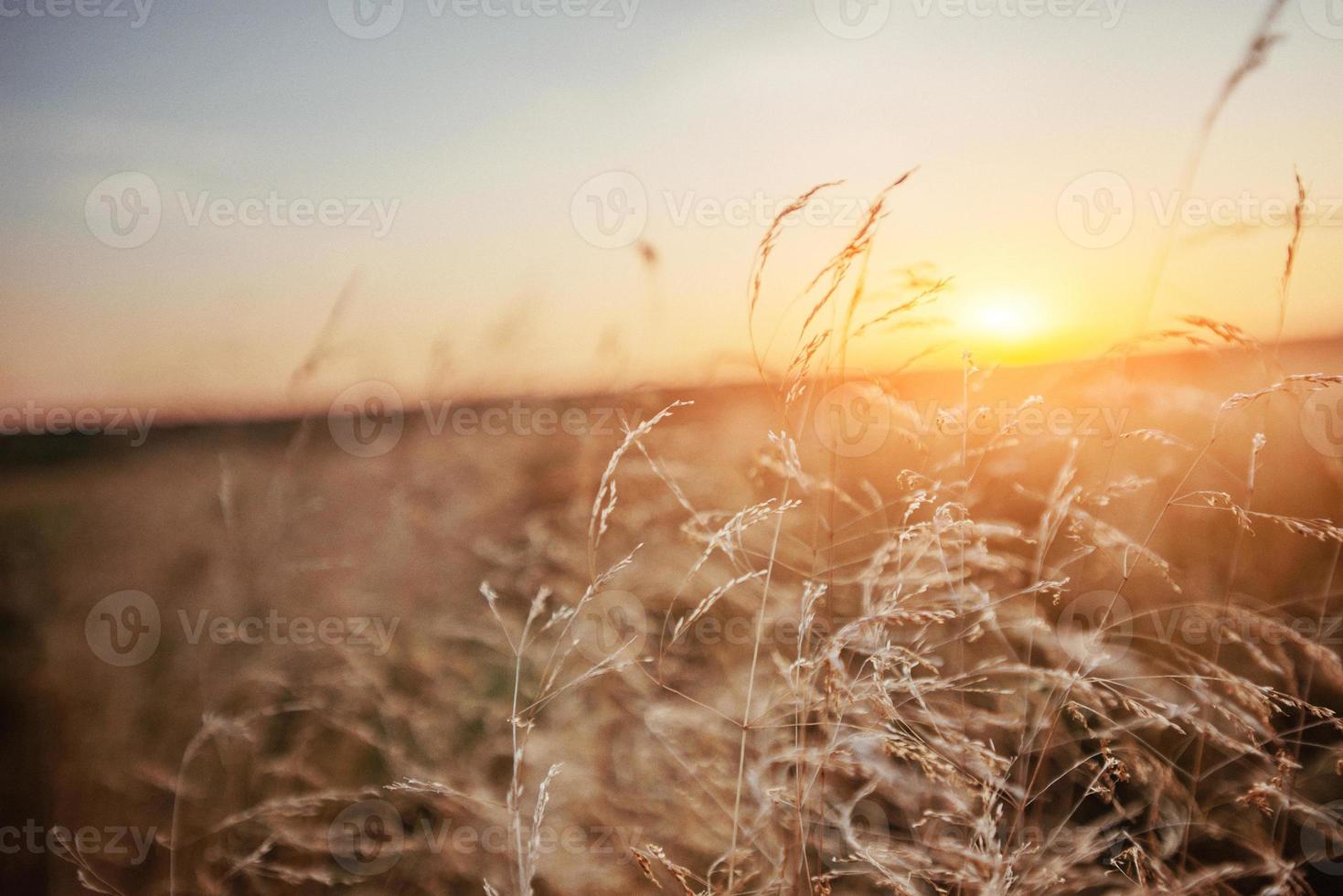 magical sunset over the field photo