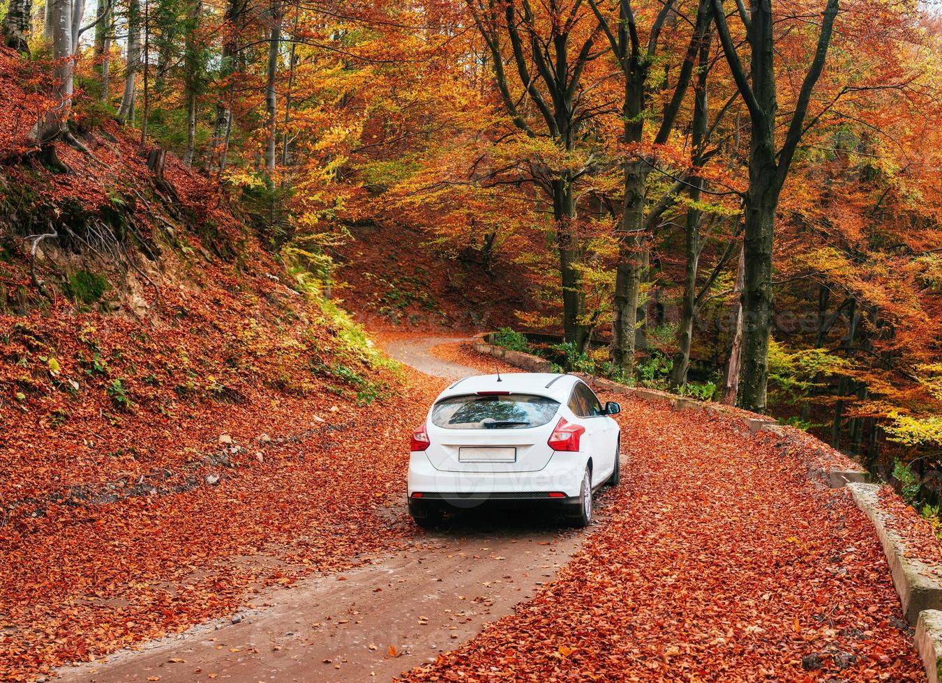 coche en un camino forestal foto